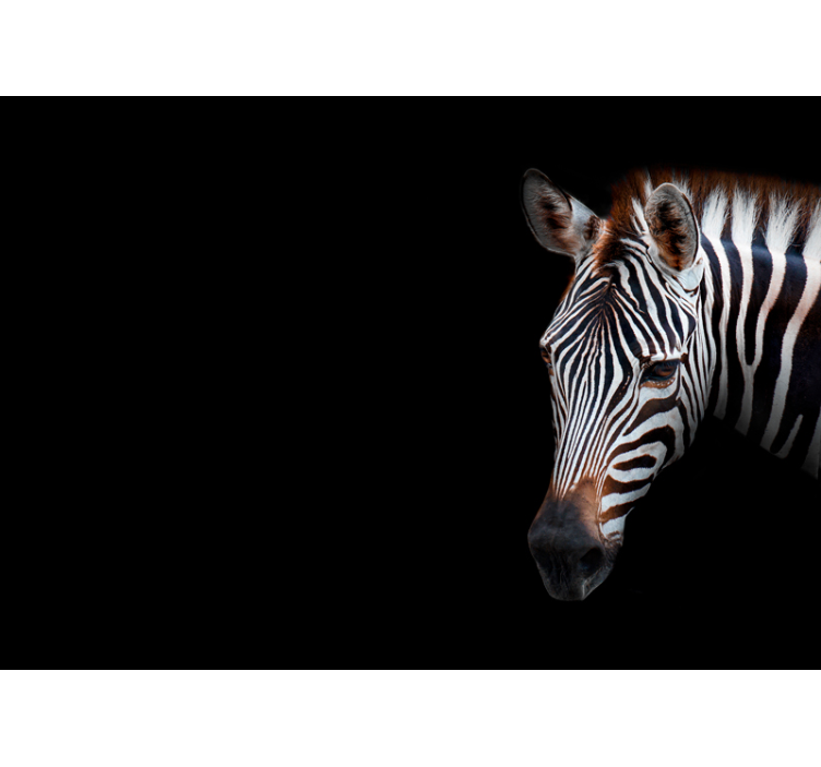 Zebra Detail Portrait animal wall mural - TenStickers