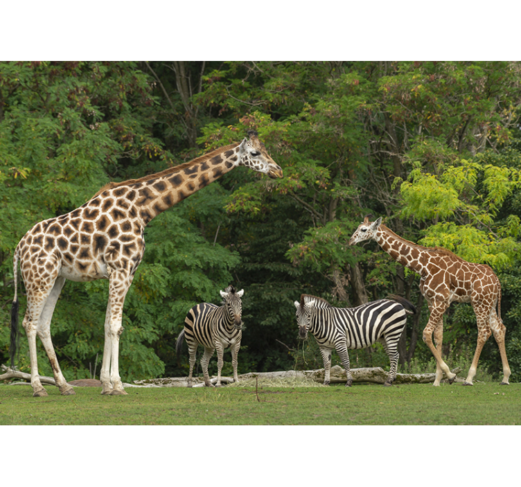 Giraffes and Zebras animal wall mural - TenStickers