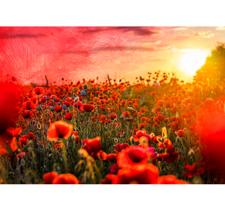 Poppy Meadow Dusk poppy wall mural - TenStickers