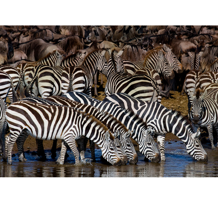 Zebras in Motion animal wall mural - TenStickers