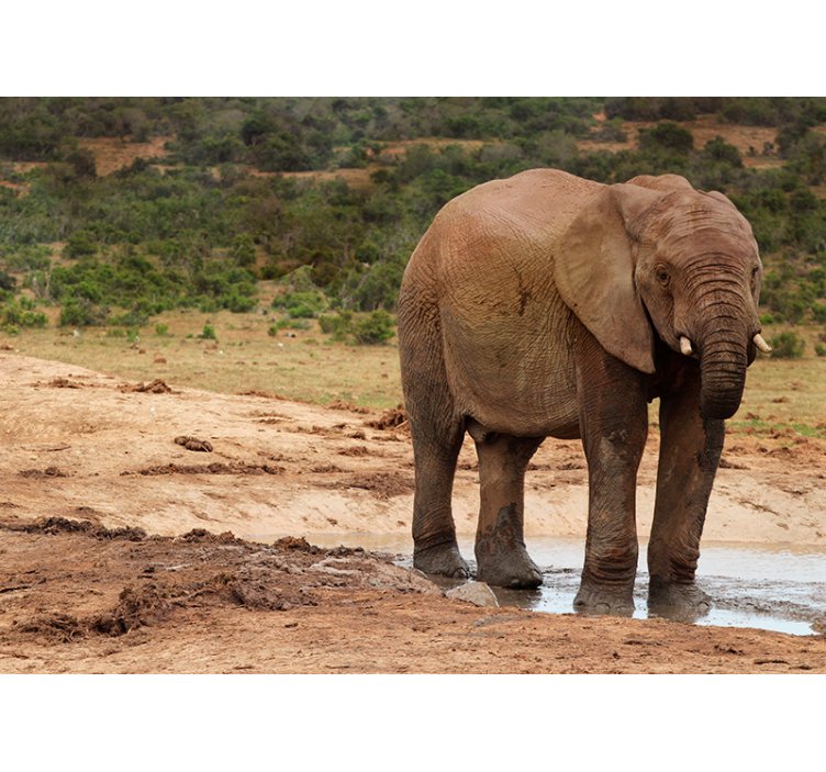 Muddy Elephant wall mural - TenStickers