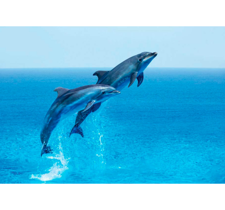 Jumping dolphins wall mural - TenStickers