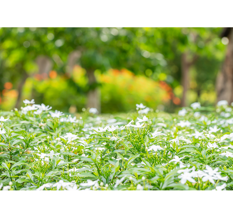 Lush white blooms flower wall mural - TenStickers