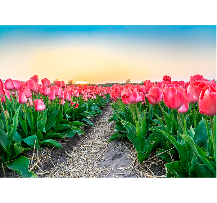 Tulip Field Serenity poppy wall mural - TenStickers