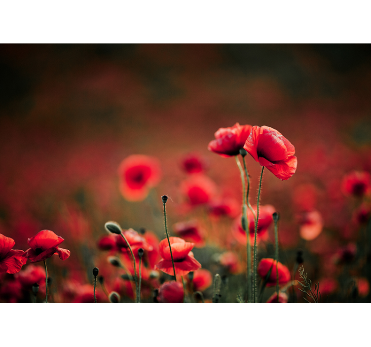 Poppy wall mural brilliant poppy blooms - TenStickers