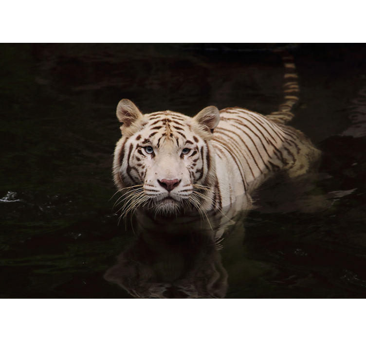 White Tiger Gaze animal wall mural - TenStickers
