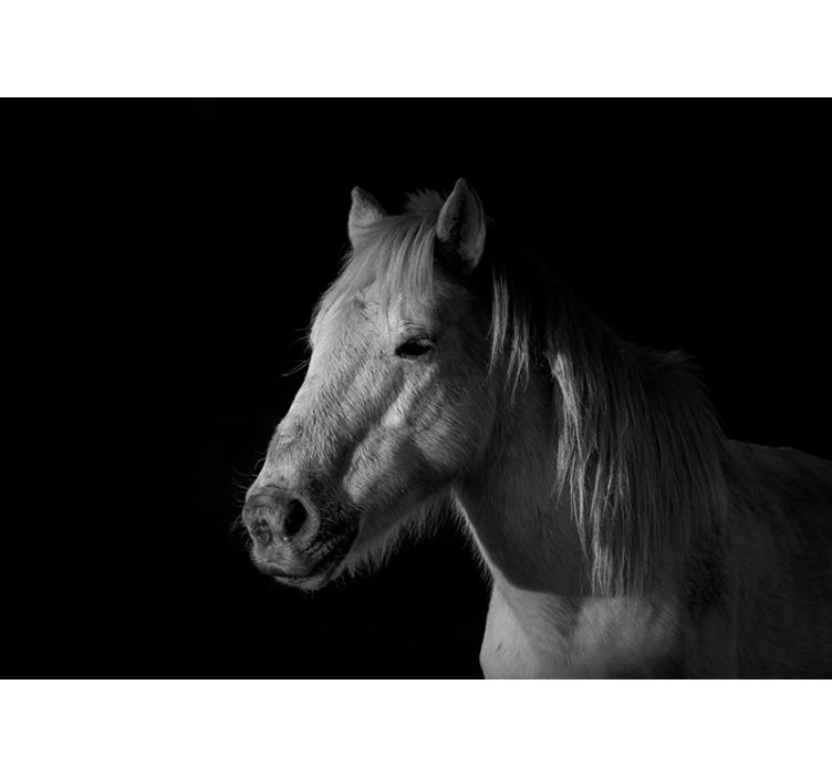 Majestic Horse Portrait animal wall mural - TenStickers