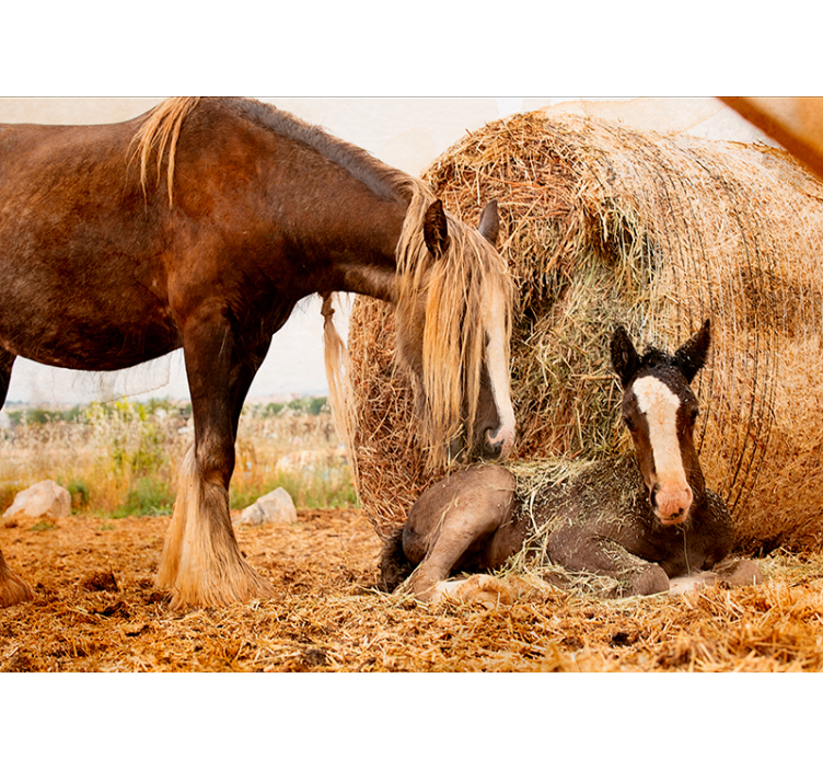 Animal wall mural mother and foal - TenStickers