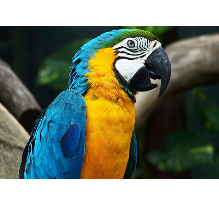 Macaw Bird Portrait animal wall mural - TenStickers