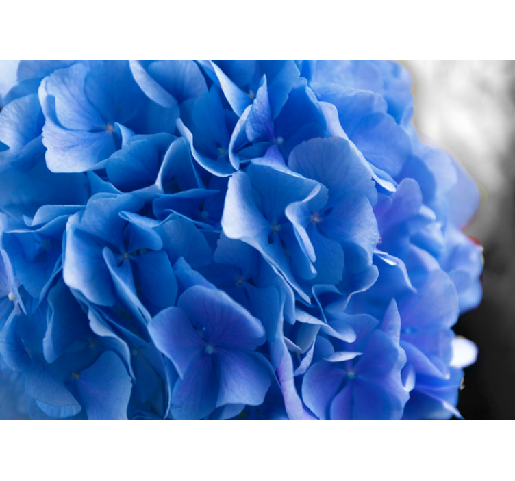 Flower wall mural hydrangea blue blossoms - TenStickers