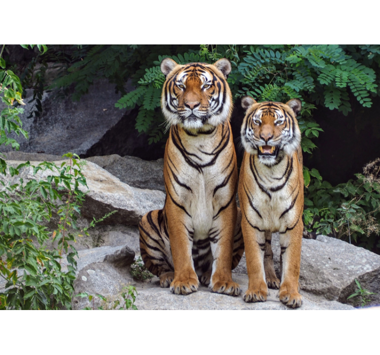 Majestic Tigers animal wall mural - TenStickers
