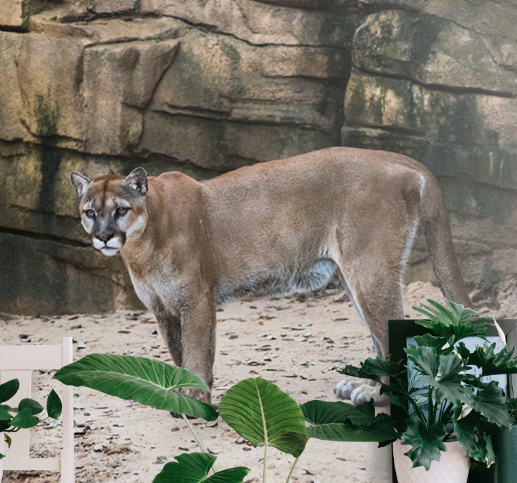 Animal wall mural cougar in habitat - TenStickers