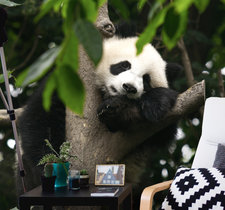 Animal wall mural panda resting in tree - TenStickers