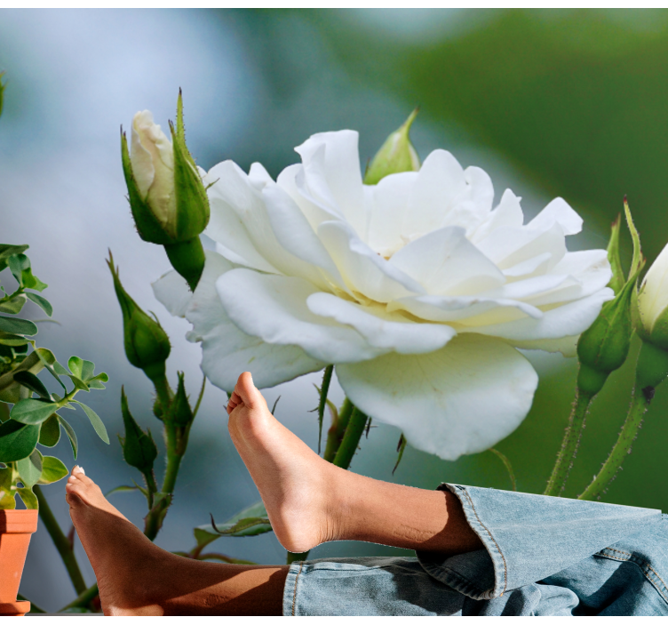 Elegant White Rose flower wall mural - TenStickers