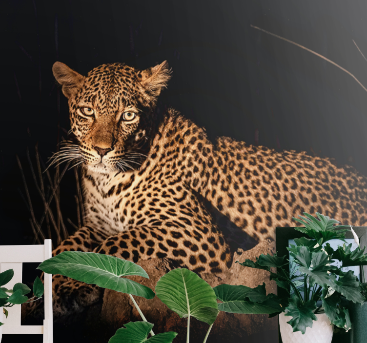 Leopard in Spotlight animal wall mural - TenStickers