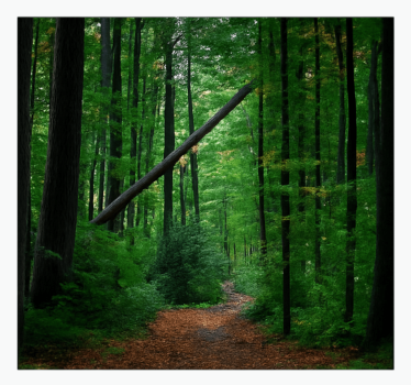 Green forest design jungle wall mural - TenStickers
