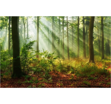 Forest wall mural natural light in forest - TenStickers