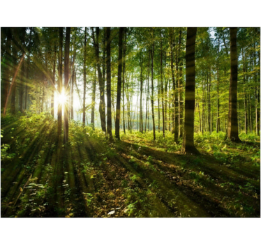 Forest wall mural golden sunburst woods - TenStickers