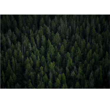 Forest wall mural deep woodland texture - TenStickers