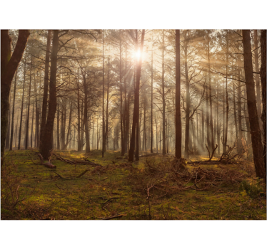 Forest wall mural golden wildlife retreat - TenStickers
