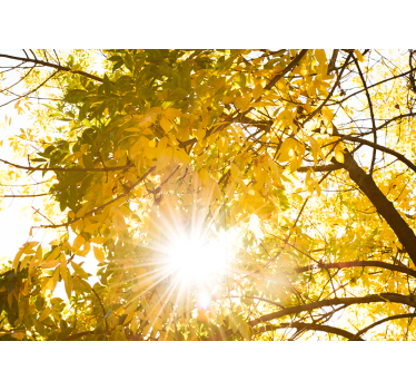 Sunlight glimpsing through a tree Forest Wall Mural - TenStickers