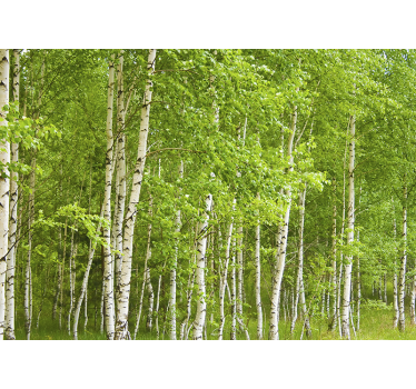 Landscape wall mural birch tree - TenStickers