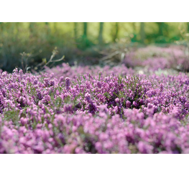 Pink Trees Nature Wall Mural - TenStickers