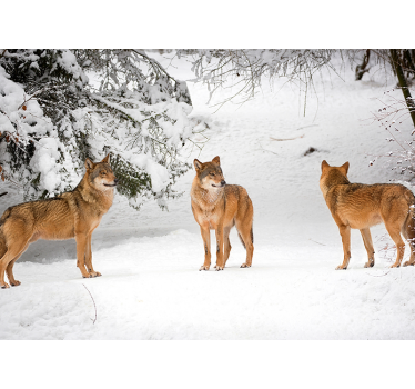 Wolves in the mountains mural wallpaper - TenStickers