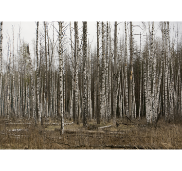 Grey birch forest landscape wall mural - TenStickers