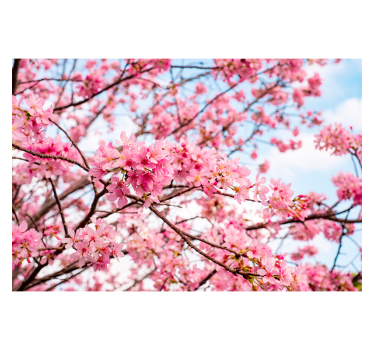 Cherry blossom tree sky background tree wall mural - TenStickers