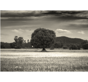 Tree mural lone tree scenery - TenStickers