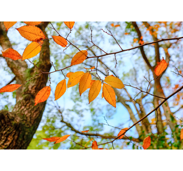 Autumn Leaves Branch tree mural - TenStickers