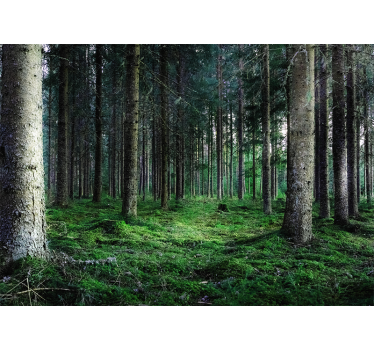 Nature wall mural lush forest path - TenStickers