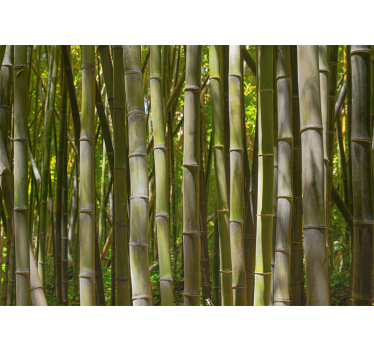Bamboo wall mural serene bamboo grove - TenStickers