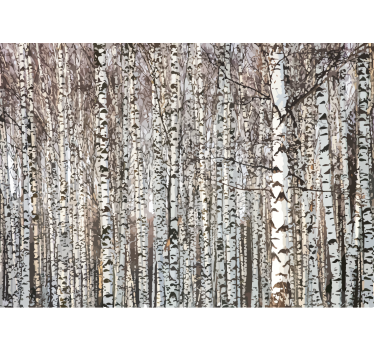 Tree mural birch tree forest - TenStickers