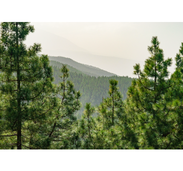 Tree crowns from above forest mural wallpaper - TenStickers