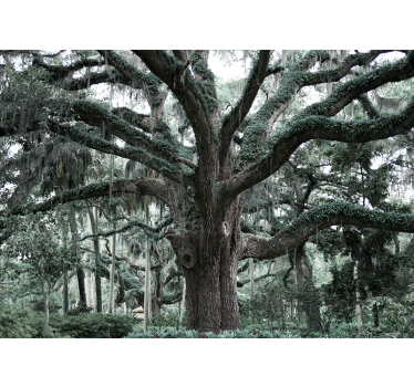 Majestic oak branches tree mural - TenStickers