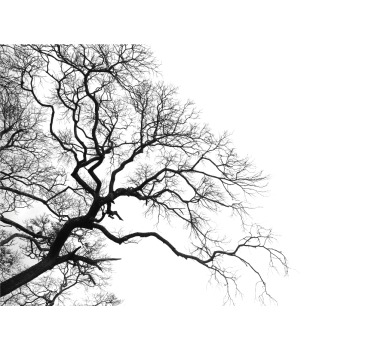 Tree mural leafless branches silhouette - TenStickers