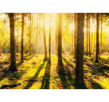 Nature wall mural sun-drenched woodland scene - TenStickers