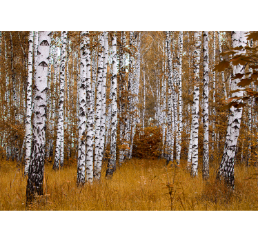birch trees Forest Wall Mural - TenStickers