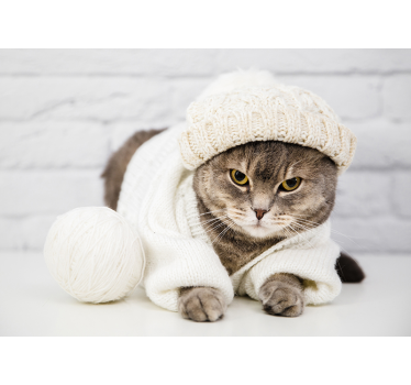 Cute brown cat photowall mural - TenStickers
