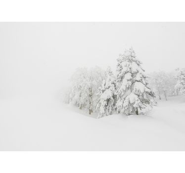 Winter storm and tree Forest mural - TenStickers