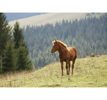 Horse in the forest mural wallpaper - TenStickers
