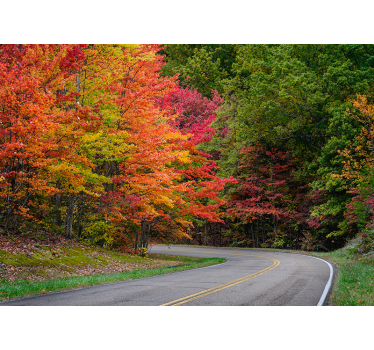 Road with red trees tree wall mural - TenStickers