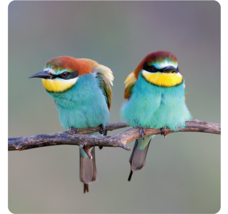 Modern coasters colorful birds on branches - TenStickers