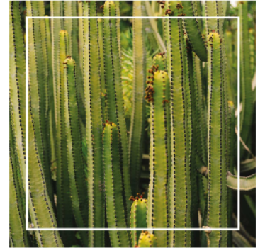 Cactus texture surface coasters - TenStickers