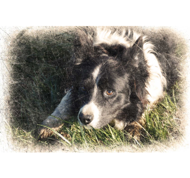 Personalised vintage effect pet poster - TenStickers