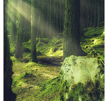 Living room poster of moss-covered rocks in the forest - TenStickers