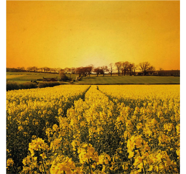 Living room poster yellow flower field artwork - TenStickers