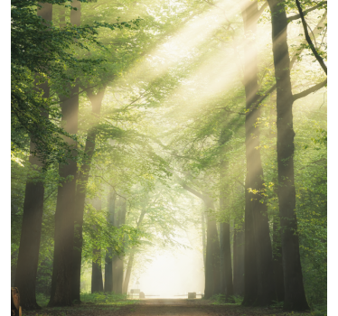 Living room poster green forest with sunlight - TenStickers